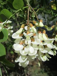 black locust (<em>Robinia pseudoacacia</em>)