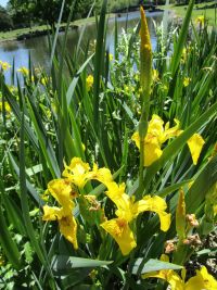 yellow flag iris (<em>Iris pseudacorus</em>)