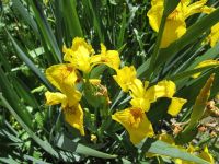 yellow flag iris (<em>Iris pseudacorus</em>)