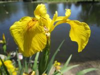 yellow flag iris (<em>Iris pseudacorus</em>)