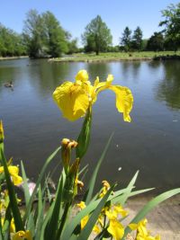 yellow flag iris (<em>Iris pseudacorus</em>)