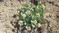 Pallid milkweed