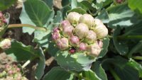 Pallid milkweed
