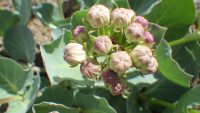 Pallid milkweed
