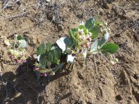 Pallid milkweed