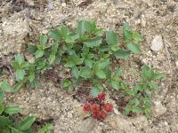 northern or yellow mule's-ears (<em>Wyethia amplexicaulis</em>)