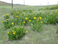 northern or yellow mule's-ears (<em>Wyethia amplexicaulis</em>)