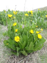 northern or yellow mule's-ears (<em>Wyethia amplexicaulis</em>)