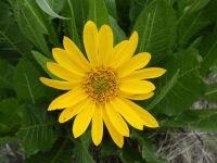 northern or yellow mule's-ears (<em>Wyethia amplexicaulis</em>)