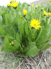 northern or yellow mule's-ears (<em>Wyethia amplexicaulis</em>)
