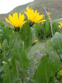 northern or yellow mule's-ears (<em>Wyethia amplexicaulis</em>)