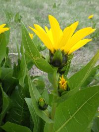 northern or yellow mule's-ears (<em>Wyethia amplexicaulis</em>)