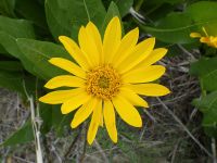 northern or yellow mule's-ears (<em>Wyethia amplexicaulis</em>)