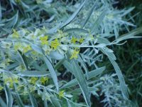 Russian-olive (<em>Elaeagnus angustifolia</em>)