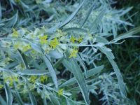 Russian-olive (<em>Elaeagnus angustifolia</em>)