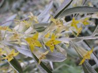 Russian-olive (<em>Elaeagnus angustifolia</em>)