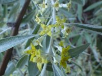 Russian-olive (<em>Elaeagnus angustifolia</em>)