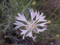 bachelor buttons, cornflower (<em>Centaurea cyanus</em>)
