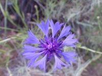 bachelor buttons, cornflower (<em>Centaurea cyanus</em>)