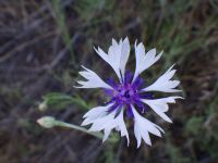 bachelor buttons, cornflower (<em>Centaurea cyanus</em>)