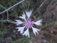 bachelor buttons, cornflower (<em>Centaurea cyanus</em>)