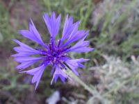 bachelor buttons, cornflower (<em>Centaurea cyanus</em>)