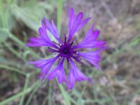 bachelor buttons, cornflower (<em>Centaurea cyanus</em>)