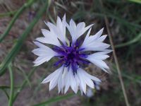 bachelor buttons, cornflower (<em>Centaurea cyanus</em>)