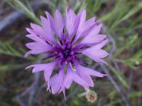 bachelor buttons, cornflower (<em>Centaurea cyanus</em>)