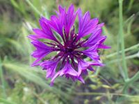 bachelor buttons, cornflower (<em>Centaurea cyanus</em>)