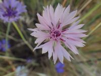bachelor buttons, cornflower (<em>Centaurea cyanus</em>)