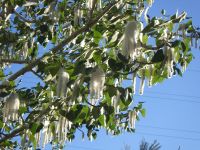 black cottonwood (<em>Populus trichocarpa</em>)