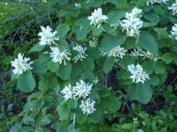 western serviceberry, saskatoon (<em>Amelanchier alnifolia</em>)