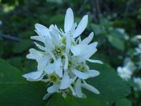 western serviceberry, saskatoon (<em>Amelanchier alnifolia</em>)