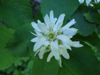 western serviceberry, saskatoon (<em>Amelanchier alnifolia</em>)