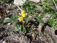 creeping Oregon-grape (<em>Berberis repens</em>)