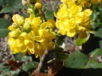 creeping Oregon-grape (<em>Berberis repens</em>)