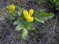 creeping Oregon-grape (<em>Berberis repens</em>)