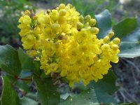 creeping Oregon-grape (<em>Berberis repens</em>)