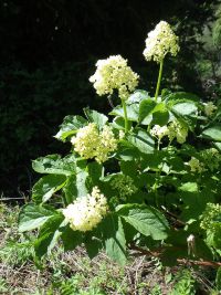 black elderberry (<em>Sambucus racemosa var. melanocarpa</em>)