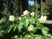 black elderberry (<em>Sambucus racemosa var. melanocarpa</em>)
