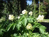 black elderberry (<em>Sambucus racemosa var. melanocarpa</em>)