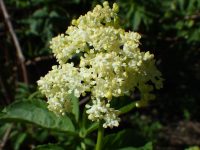 black elderberry (<em>Sambucus racemosa var. melanocarpa</em>)