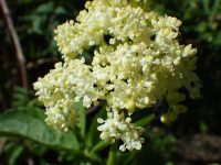 black elderberry (<em>Sambucus racemosa var. melanocarpa</em>)