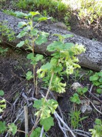sticky currant (<em>Ribes viscosissimum</em>)