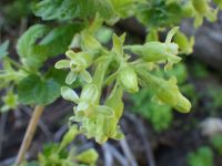 sticky currant (<em>Ribes viscosissimum</em>)