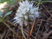 Ballhead waterleaf, woolly-breeches