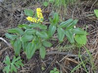 creeping Oregon-grape (<em>Berberis repens</em>)