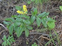 creeping Oregon-grape (<em>Berberis repens</em>)