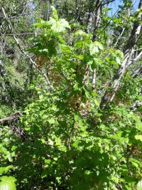 prickly currant (<em>Ribes lacustre</em>)
